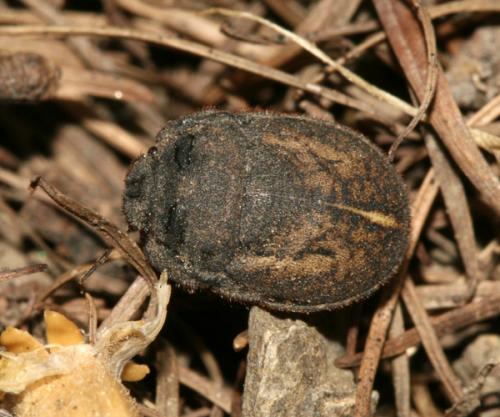 Réf. 25 038 : Odontoscelis fuliginosa