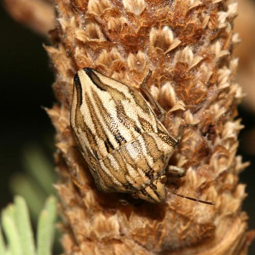 Réf. 25 039 : Odontotarsus robustus