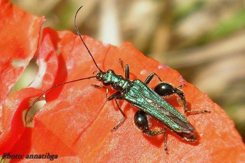 Oedemera nobilis