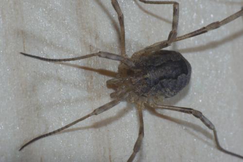 Odiellus spinosus