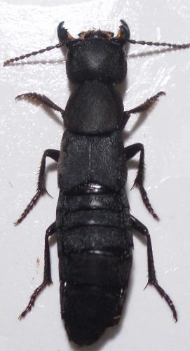 Ocypus sp.