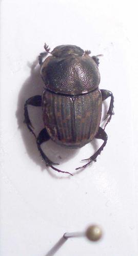 Liatongus militaris