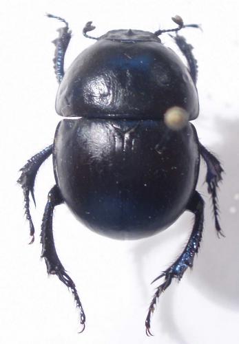 Réf. 25 093 : Thorectes intermedius