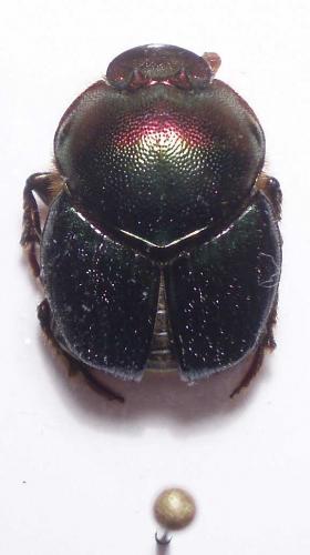 Proagoderus semiiris