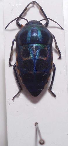 Réf. 25 545 : Calidea sp.