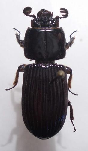 Pentalobus barbatus