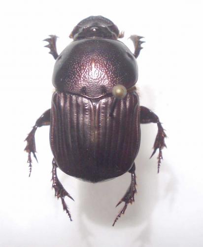 Réf. 25 396 : Onitis sp.