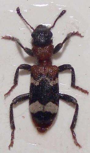 Réf. 25 097 : Thanasimus formicarius