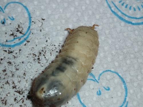 Cetonischema speciosissima