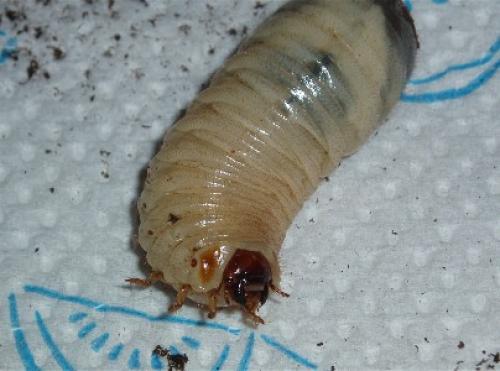 Cetonischema speciosissima