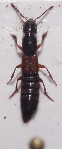 Réf. 25 098 : Othius punctulatus