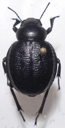 Réf. 25 015 : Pimelia payraudi