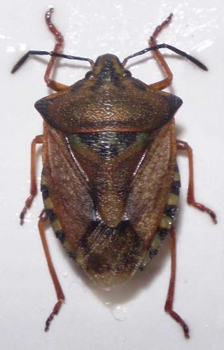Réf. 25 016 : Carpocoris mediterraneus atlanticus