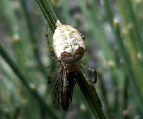 Metellina sp.