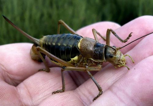 Ephippiger diurnus