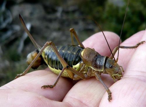 Ephippiger diurnus