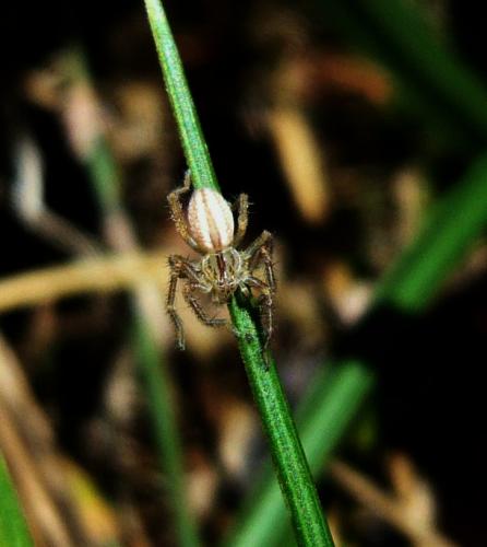 Micrommata sp.