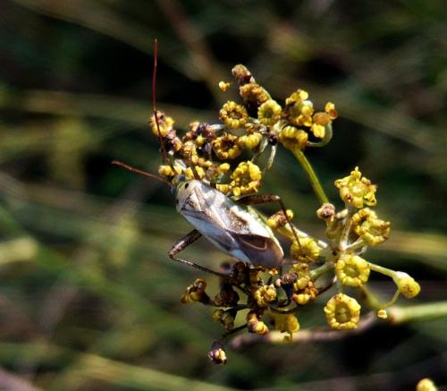Adelphocoris sp.