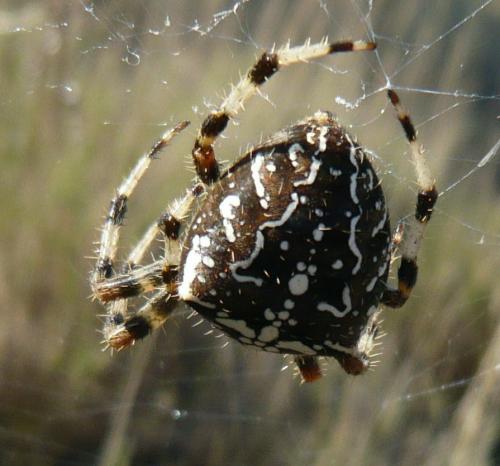 Araneus sp.