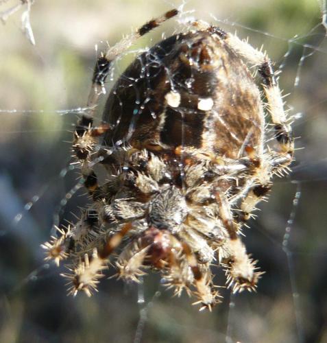 Araneus sp.