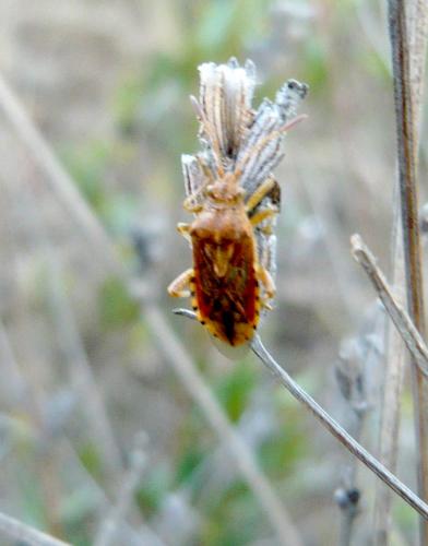 Stictopleurus sp.