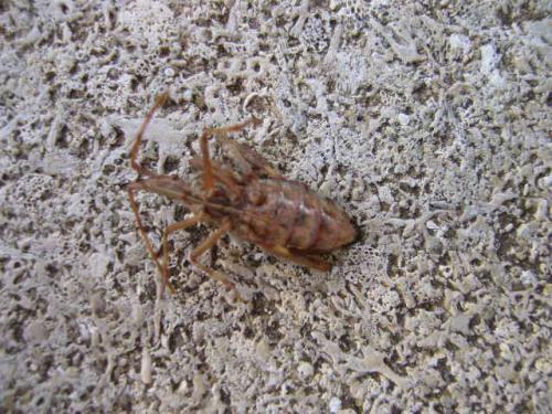 Leptoglossus occidentalis