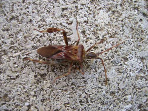 Leptoglossus occidentalis