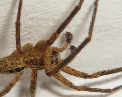 Zoropsis spinimana