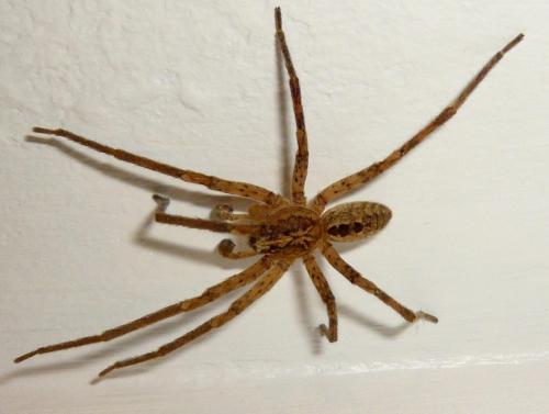 Zoropsis spinimana