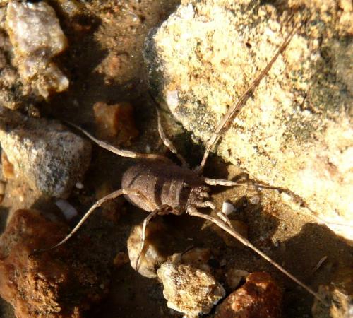 Odiellus spinosus
