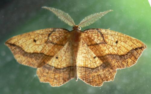 Epione repandaria