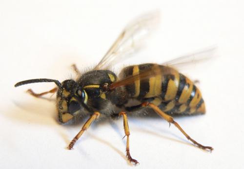 Réf. 25 253 : Vespula vulgaris