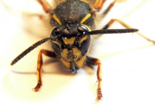 Réf. 25 254 : Vespula vulgaris