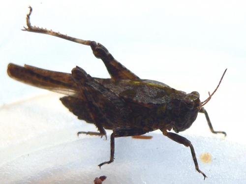 Tetrix sp.