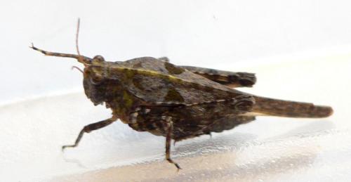 Tetrix sp.
