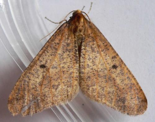 Erannis defoliaria