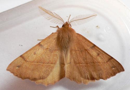 Réf. 25 537 : Colotois pennaria