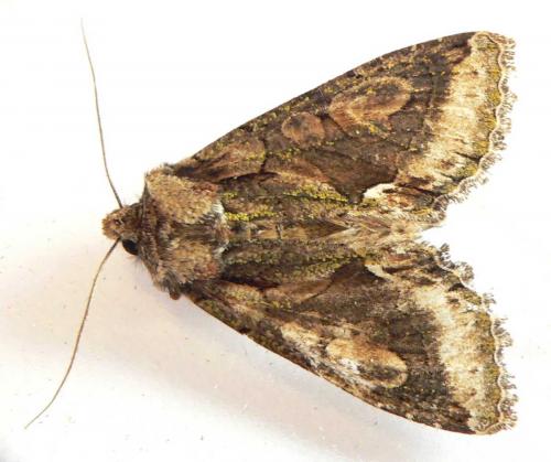 Réf. 25 579 : Allophyes oxyacanthae