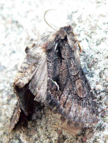 Allophyes oxyacanthae