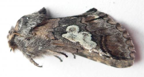 Réf. 25 646 : Diloba caeruleocephala