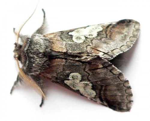 Réf. 25 647 : Diloba caeruleocephala