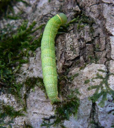 Pseudoips prasinana