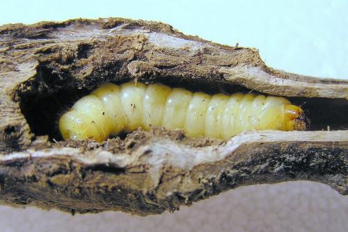 Réf. 25 567 : Agapanthia kirbyi