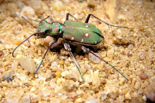 Réf. 25 568 : Cicindela maroccana pseudomaroccana