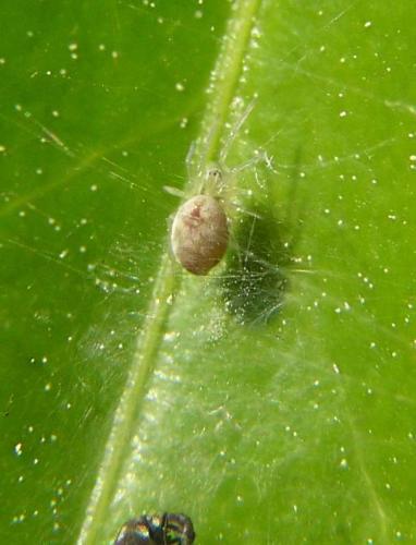 Réf. 25 750 : Nigma puella