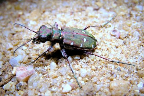 Réf. 25 571 : Cicindela maroccana pseudomaroccana