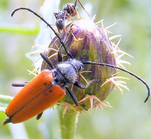 Stictoleptura fontenayi