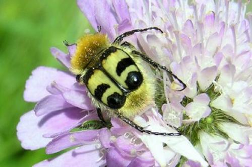 Trichius sp.