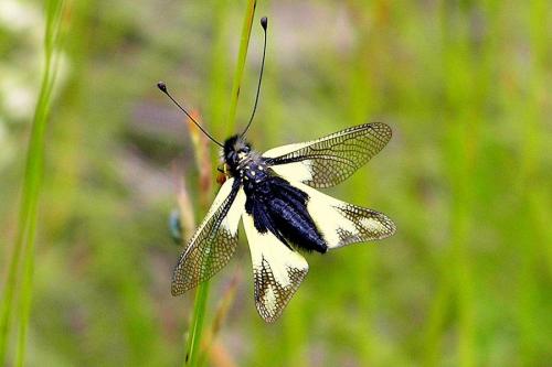 Libelloides coccajus