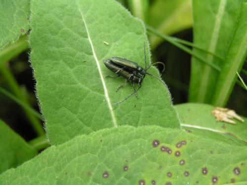 Agapanthia intermedia